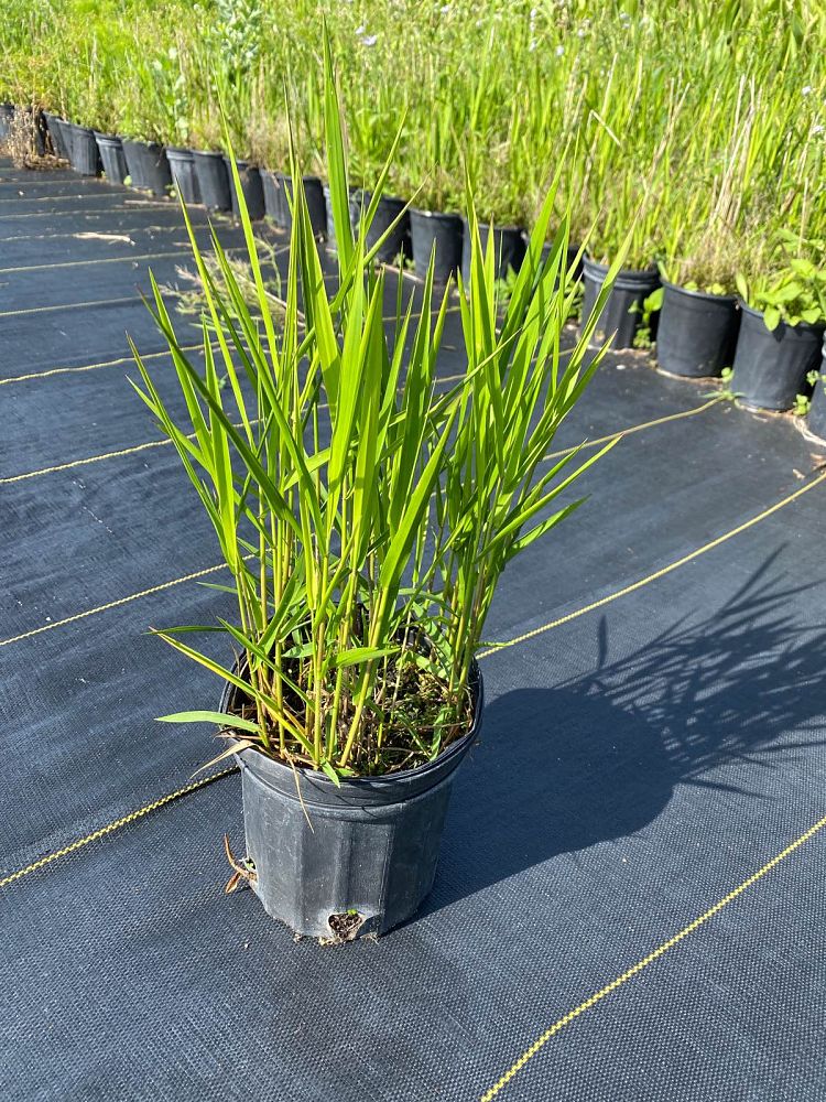 panicum-hemitomon-maidencane