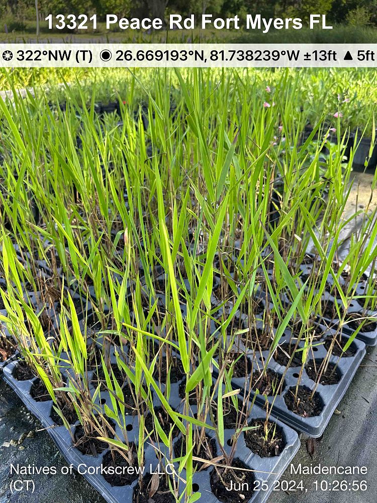 panicum-hemitomon-maidencane