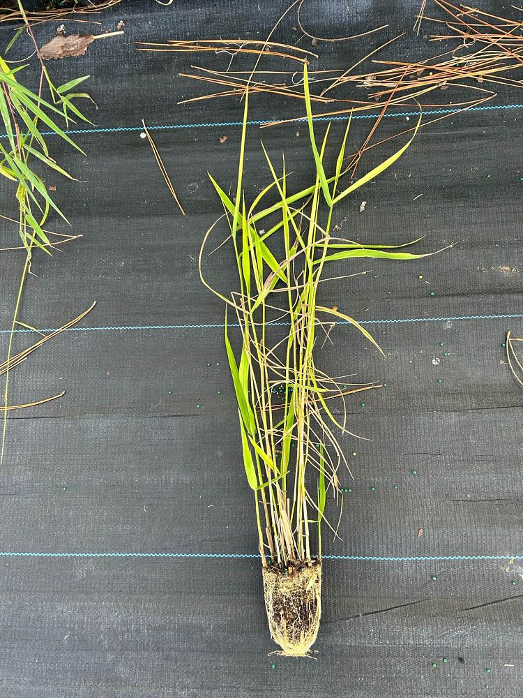 panicum-hemitomon-maidencane
