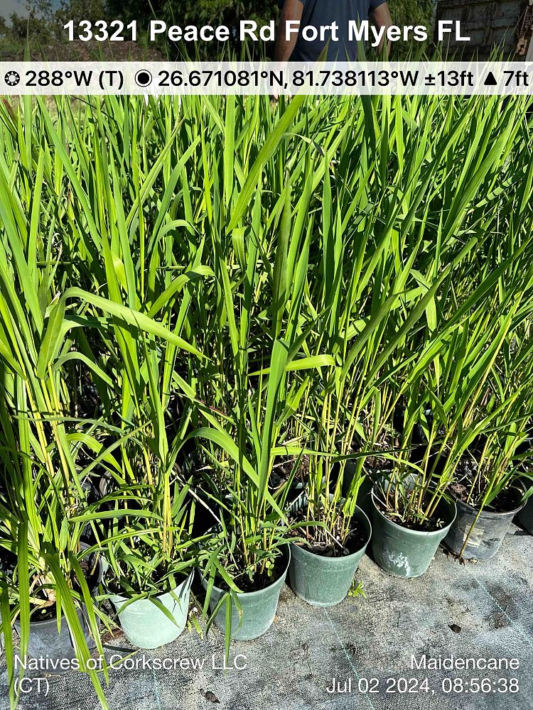 panicum-hemitomon-maidencane