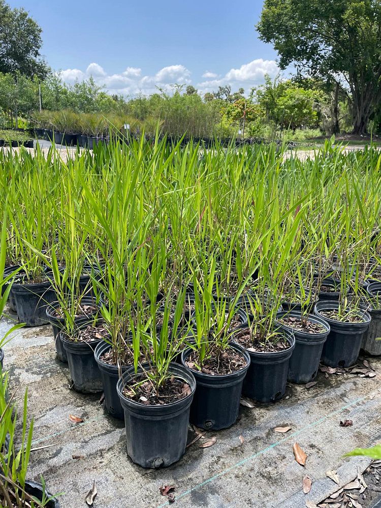 panicum-hemitomon-maidencane