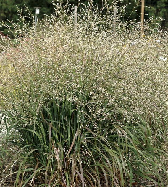 panicum-virgatum-cape-breeze-switchgrass