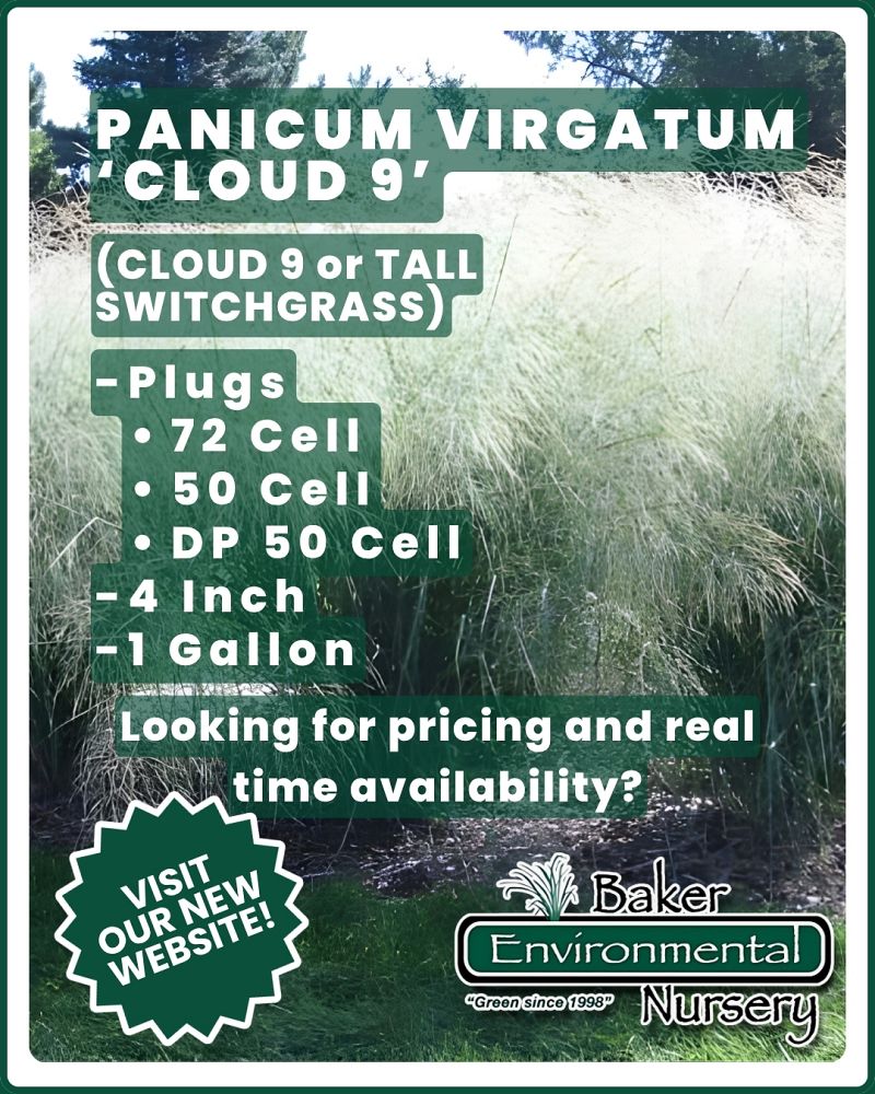 panicum-virgatum-cloud-nine-switchgrass