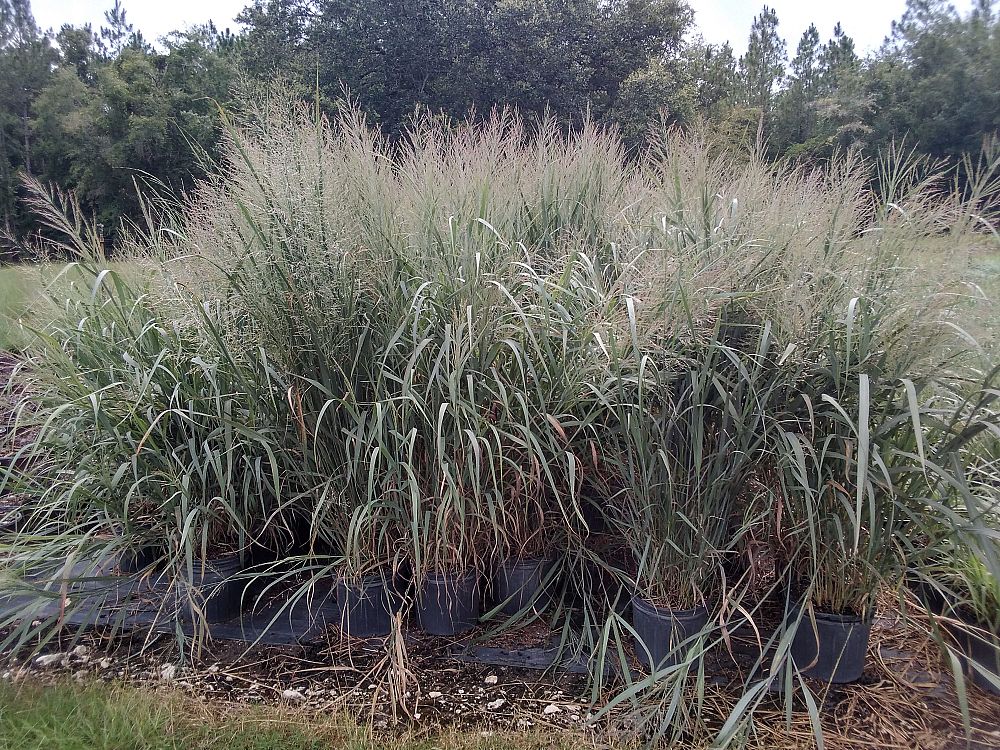 panicum-virgatum-dallas-blues-switchgrass