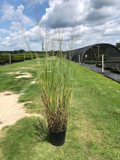 panicum-virgatum-dallas-blues-switchgrass