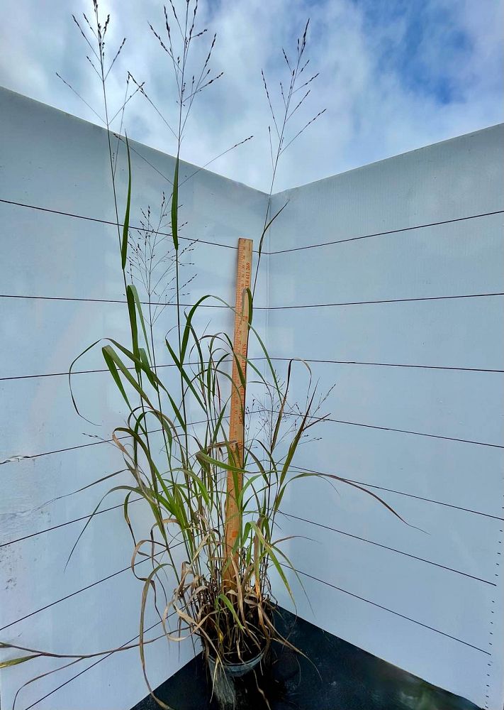 panicum-virgatum-dallas-blues-switchgrass