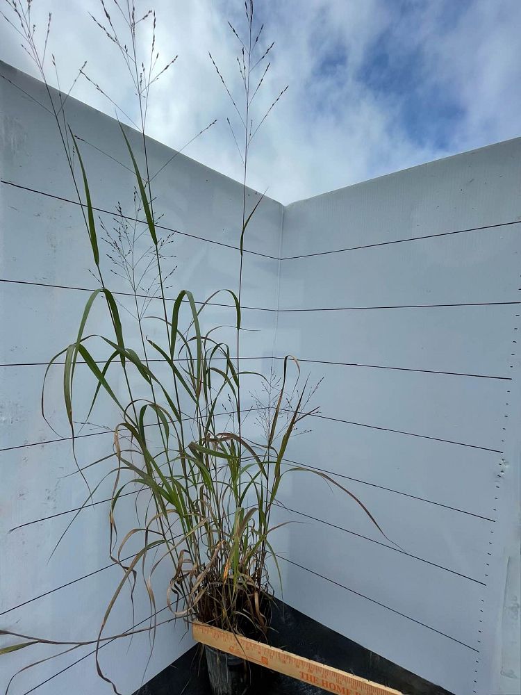 panicum-virgatum-dallas-blues-switchgrass