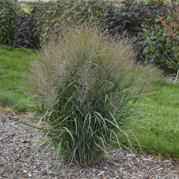 panicum-virgatum-gunsmoke-switchgrass