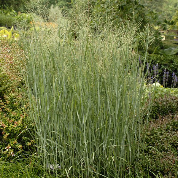 panicum-virgatum-heavy-metal-switchgrass