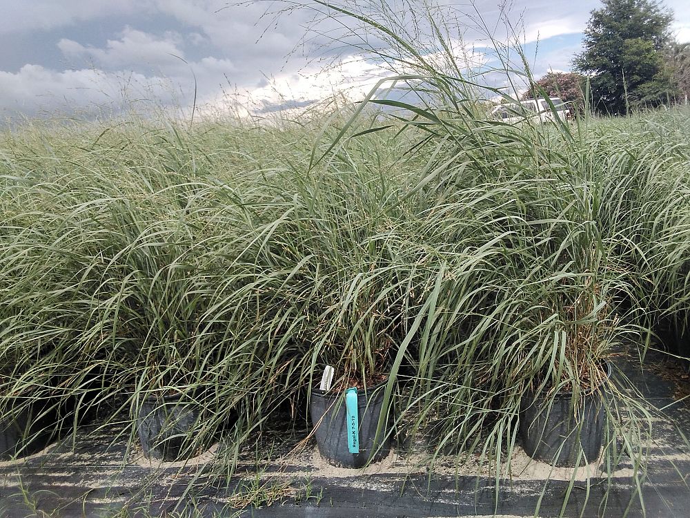 panicum-virgatum-heavy-metal-switchgrass
