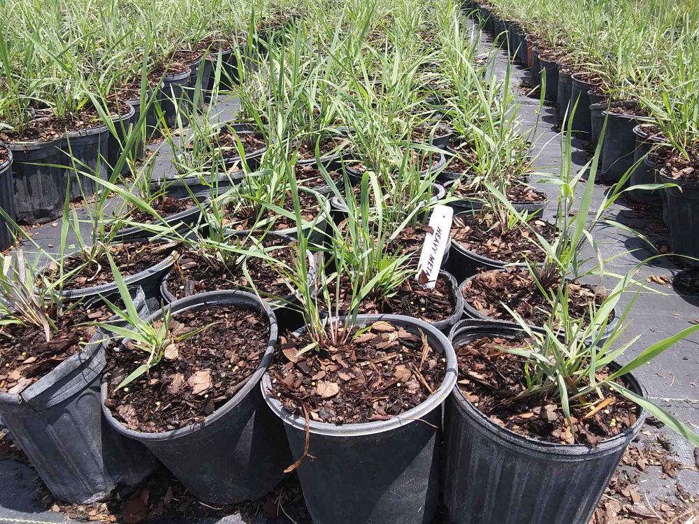 panicum-virgatum-heavy-metal-switchgrass