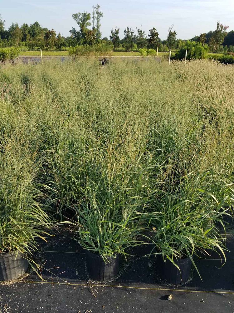 panicum-virgatum-heavy-metal-switchgrass