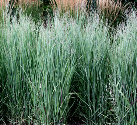 panicum-virgatum-heavy-metal-switchgrass