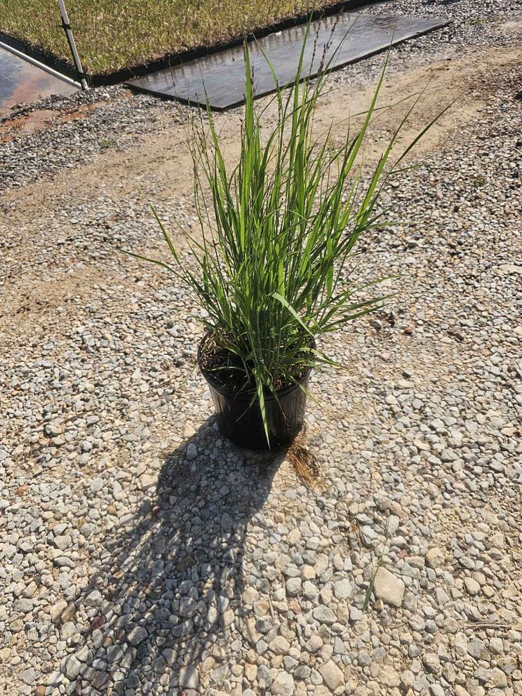 panicum-virgatum-heavy-metal-switchgrass