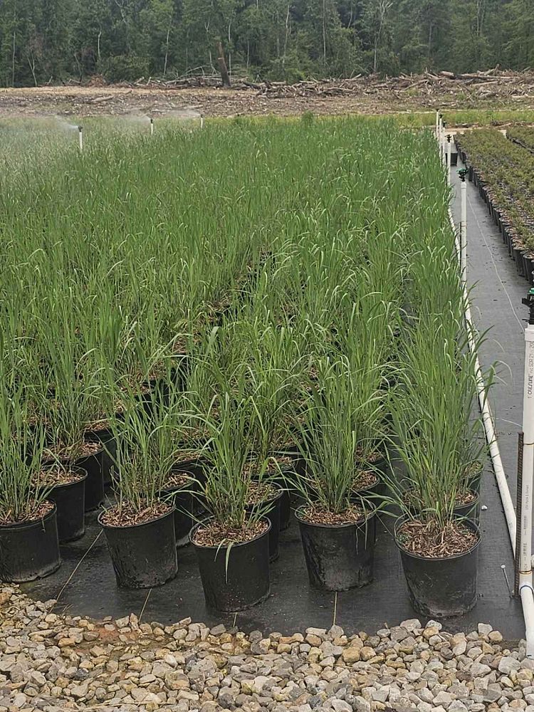 panicum-virgatum-heavy-metal-switchgrass
