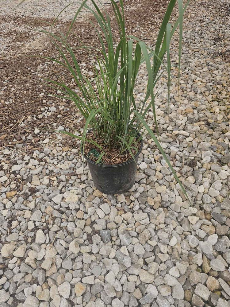 panicum-virgatum-heavy-metal-switchgrass