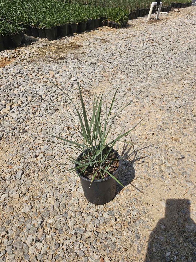 panicum-virgatum-heavy-metal-switchgrass