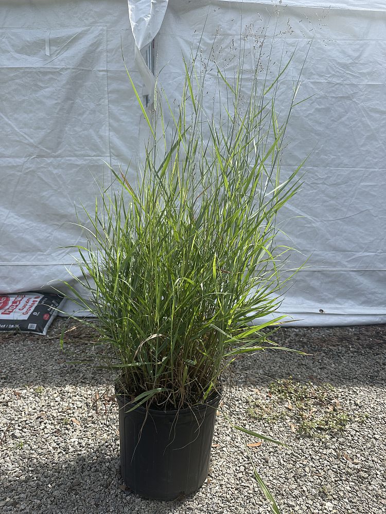 panicum-virgatum-heavy-metal-switchgrass