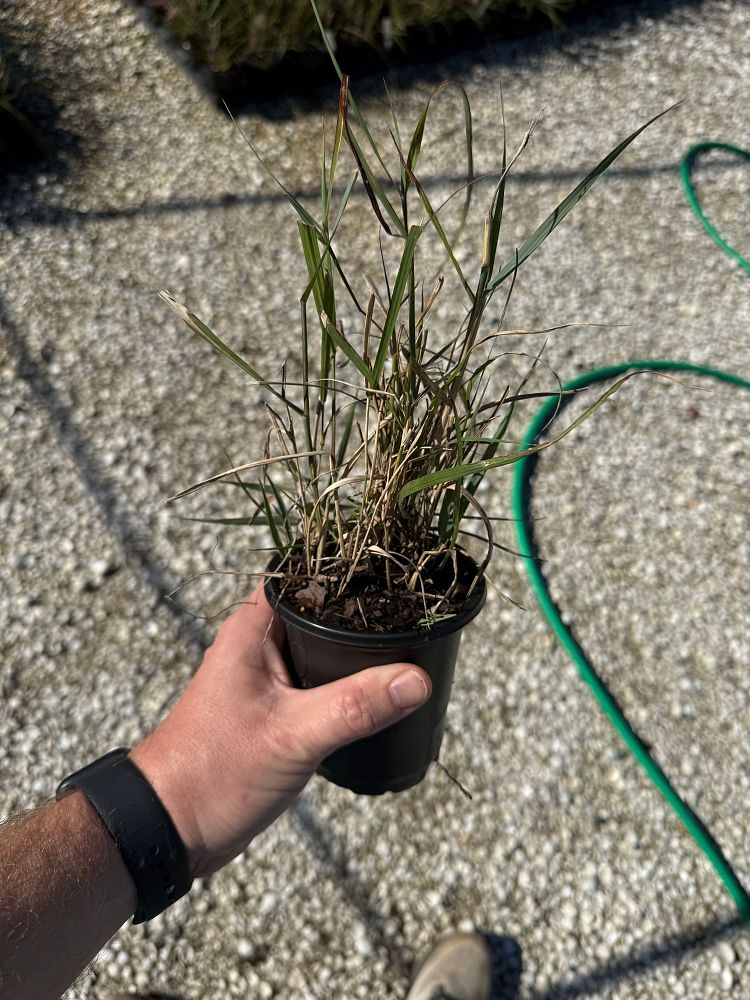 panicum-virgatum-heavy-metal-switchgrass