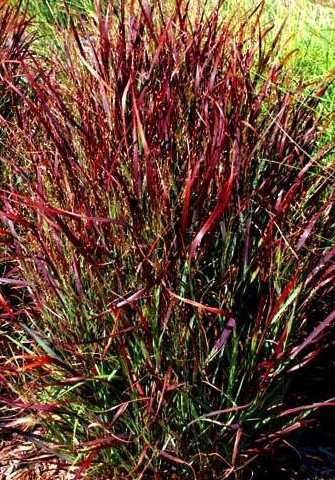 panicum-virgatum-hot-rod-switch-grass
