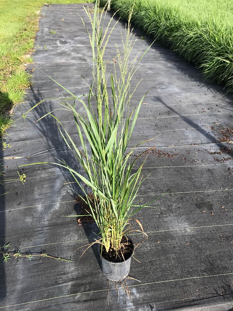 panicum-virgatum-northwinds-switchgrass