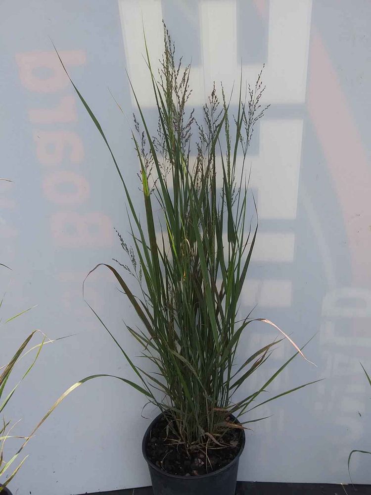 panicum-virgatum-northwinds-switchgrass