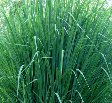 panicum-virgatum-northwinds-switchgrass