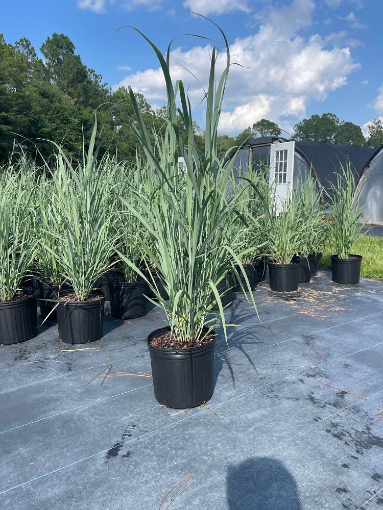 panicum-virgatum-northwinds-switchgrass