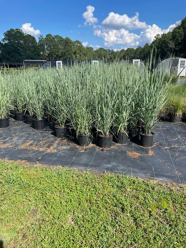 panicum-virgatum-northwinds-switchgrass