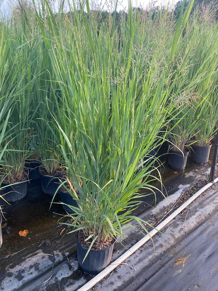 panicum-virgatum-northwinds-switchgrass