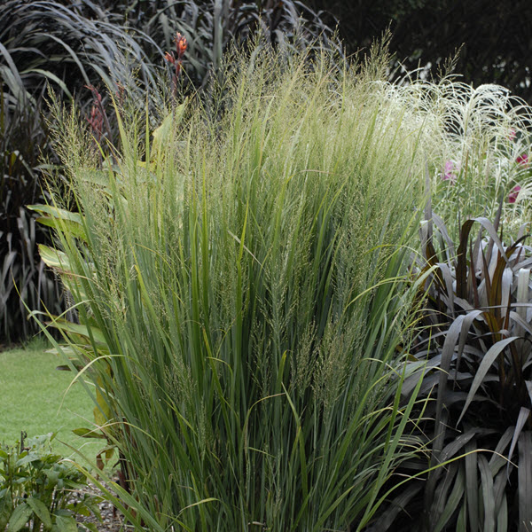panicum-virgatum-northwinds-switchgrass