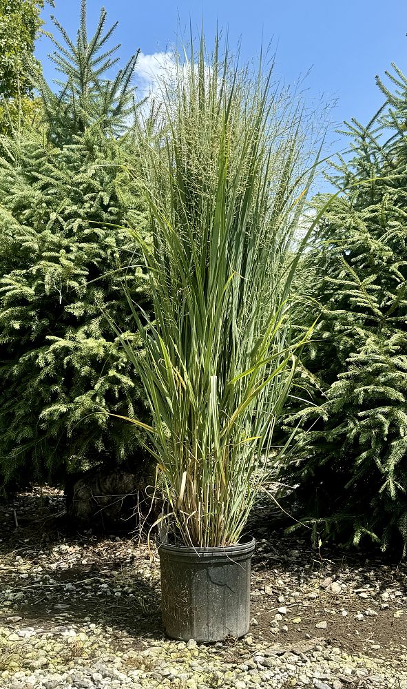 panicum-virgatum-northwinds-switchgrass