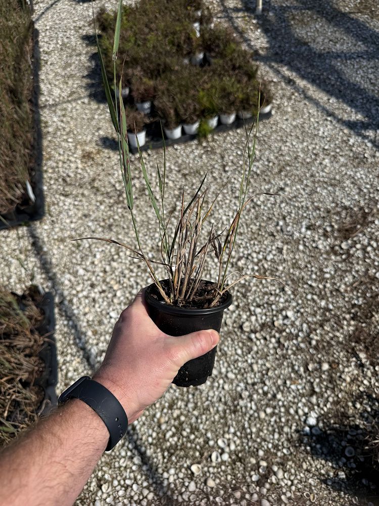 panicum-virgatum-northwinds-switchgrass