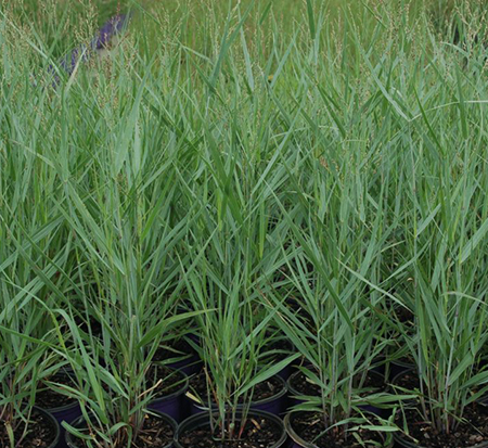 panicum-virgatum-prairie-dog-switchgrass