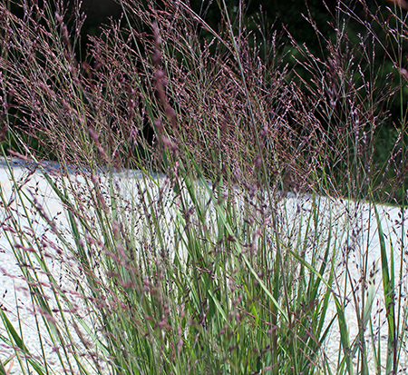 panicum-virgatum-purple-tears