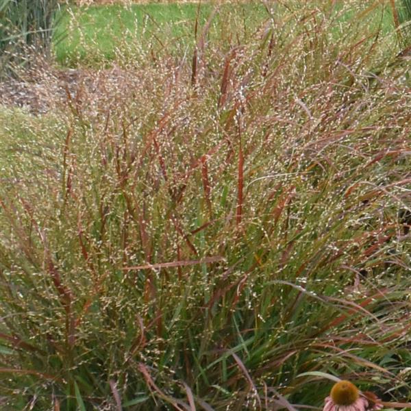 panicum-virgatum-red-flame-switchgrass