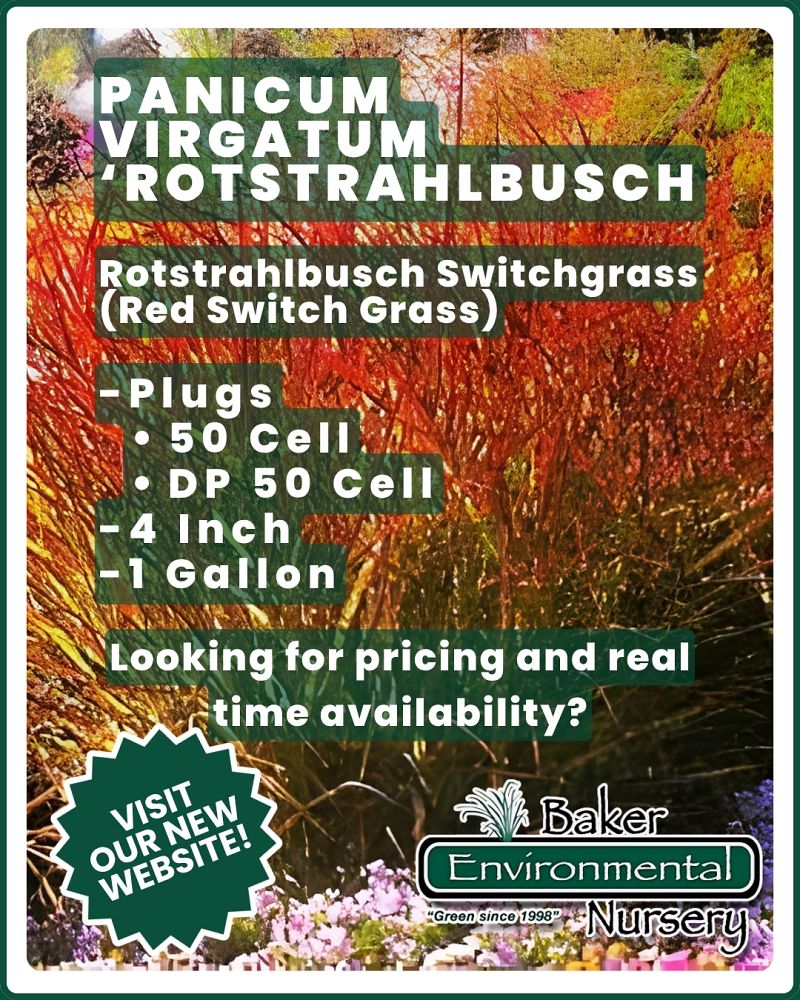 panicum-virgatum-rotstrahlbusch-switchgrass