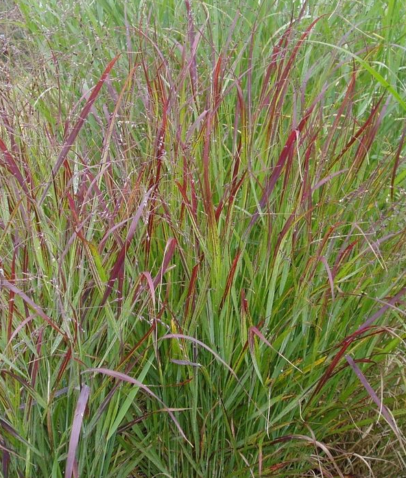 panicum-virgatum-shenandoah-switchgrass