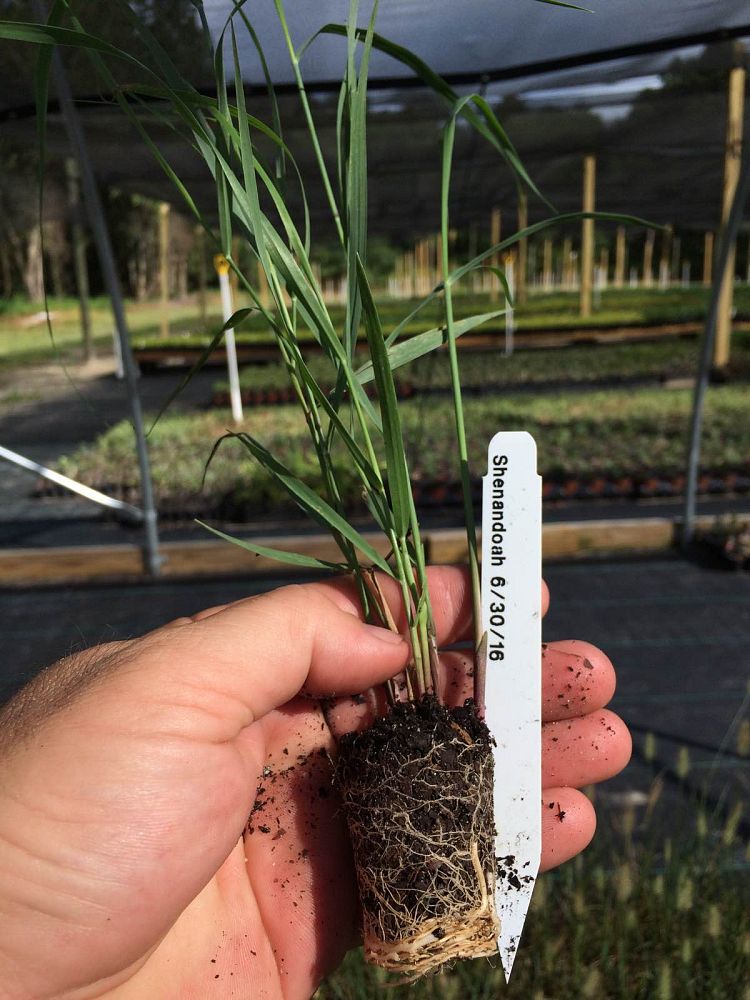 panicum-virgatum-shenandoah-switchgrass