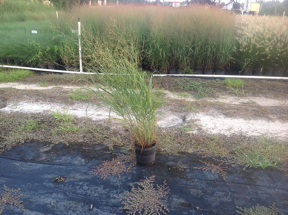 panicum-virgatum-shenandoah-switchgrass