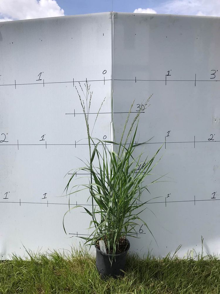 panicum-virgatum-shenandoah-switchgrass