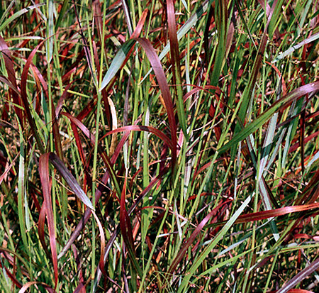 panicum-virgatum-shenandoah-switchgrass