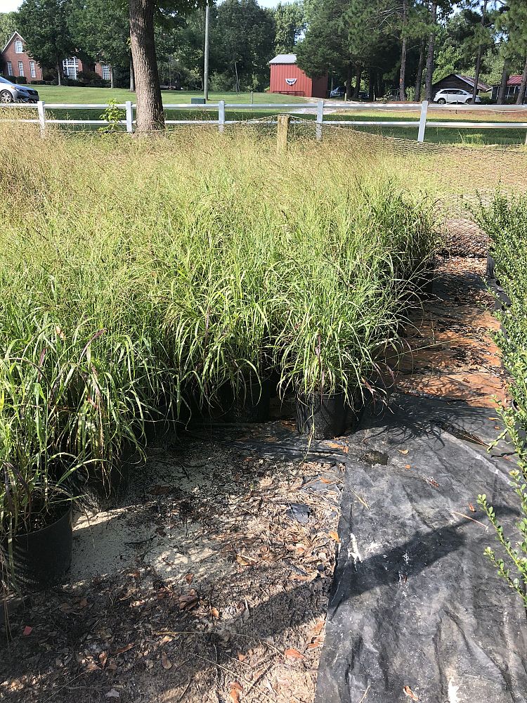 panicum-virgatum-shenandoah-switchgrass