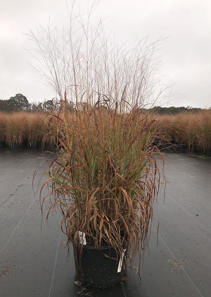 panicum-virgatum-shenandoah-switchgrass