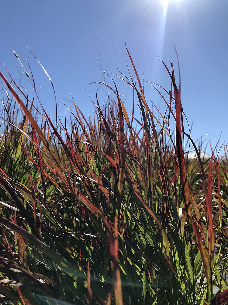 panicum-virgatum-shenandoah-switchgrass