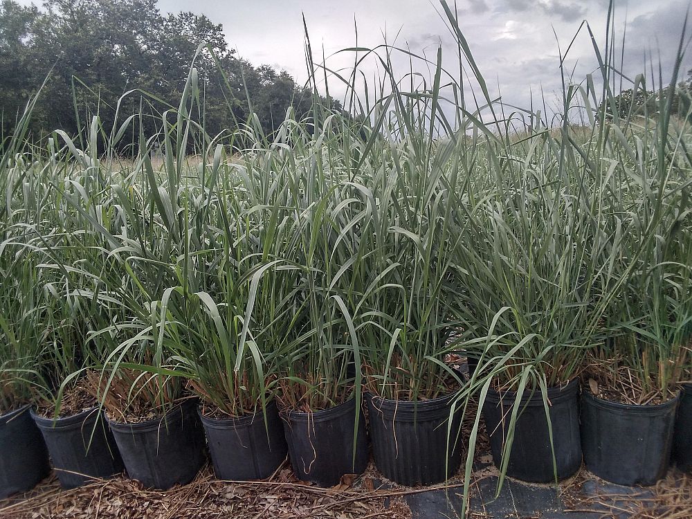panicum-virgatum-shenandoah-switchgrass