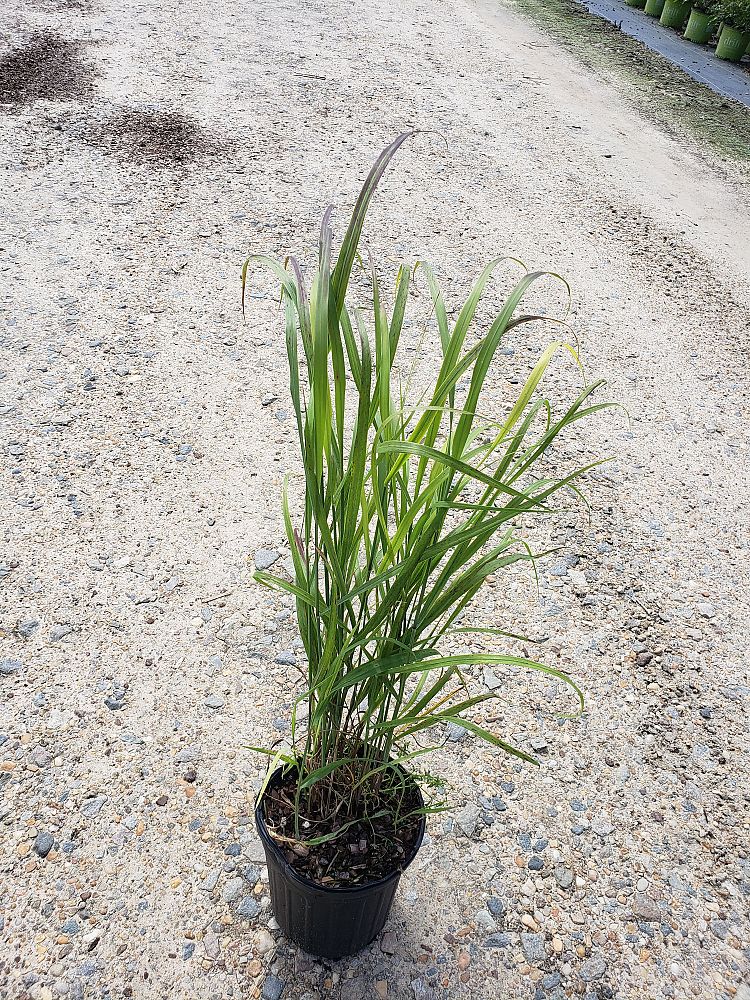 panicum-virgatum-shenandoah-switchgrass