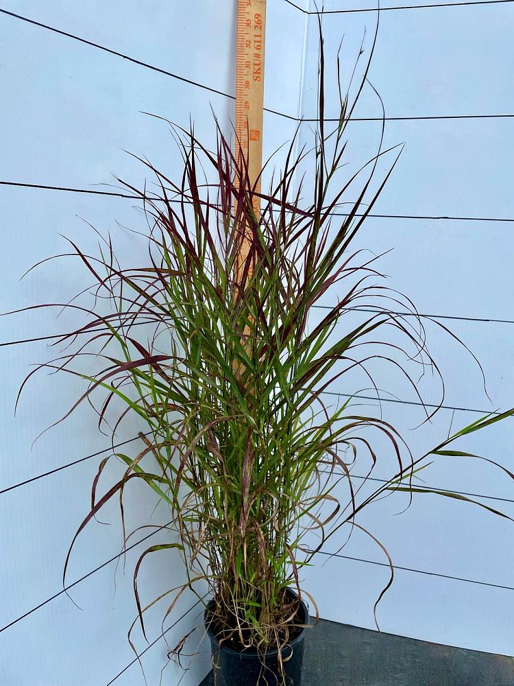 panicum-virgatum-shenandoah-switchgrass