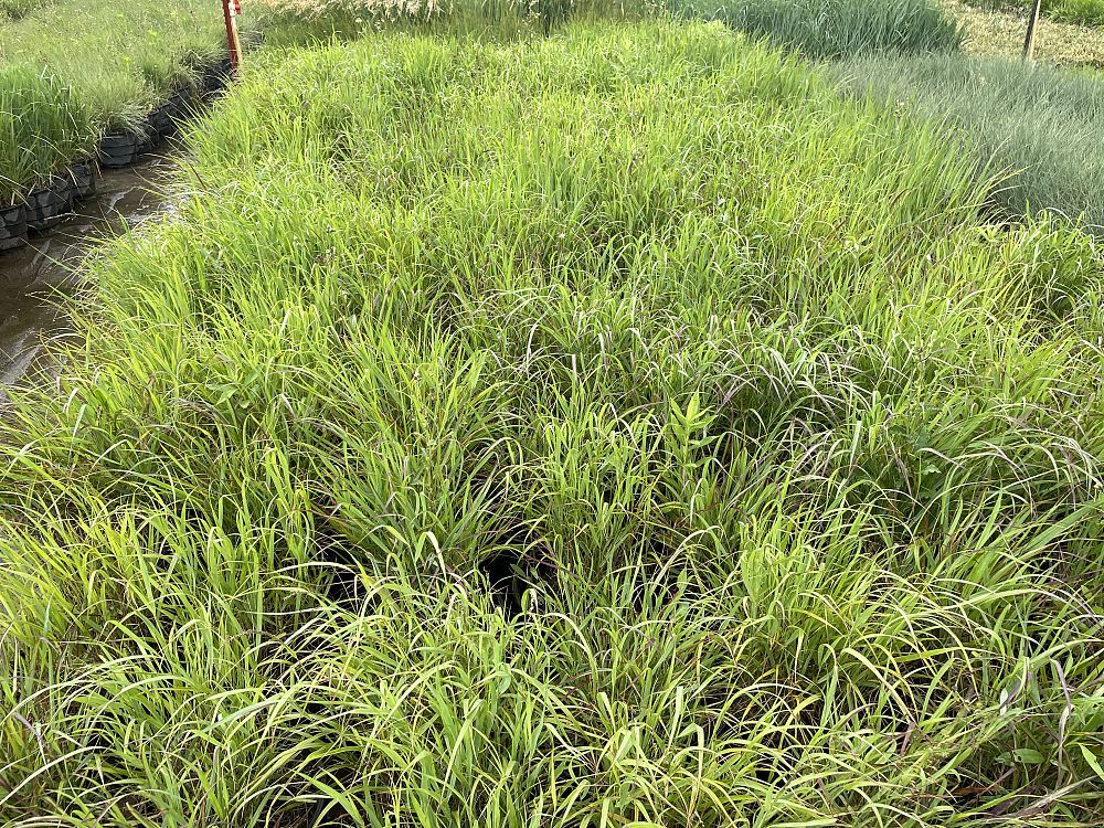 panicum-virgatum-shenandoah-switchgrass