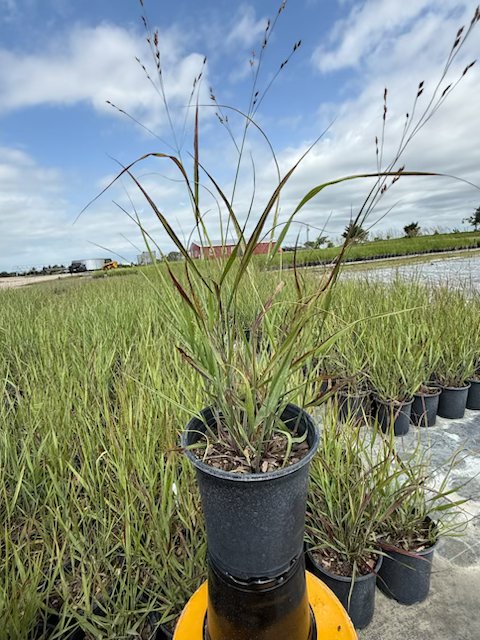 panicum-virgatum-shenandoah-switchgrass